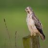 Buizerd